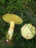Suillus americanus image