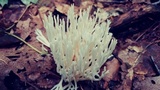 Ramariopsis kunzei image