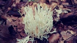 Ramariopsis kunzei image