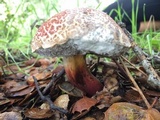 Hypomyces microspermus image