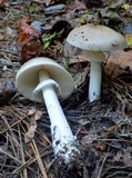 Amanita spreta image