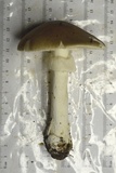 Amanita spreta image