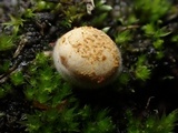Crucibulum laeve var. minus image