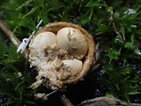 Crucibulum laeve var. minus image