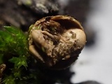 Crucibulum laeve var. minus image