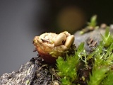 Crucibulum laeve var. minus image