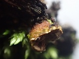 Crucibulum laeve var. minus image