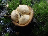 Crucibulum laeve var. minus image
