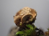 Crucibulum laeve var. minus image
