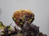 Crucibulum laeve var. minus image
