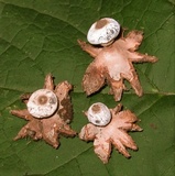 Geastrum striatum image