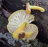 Cyptotrama asprata image