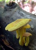 Cyptotrama asprata image
