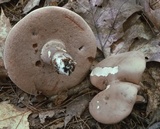 Tylopilus violatinctus image