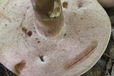 Tylopilus violatinctus image