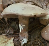 Tylopilus violatinctus image