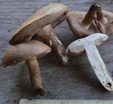 Tylopilus violatinctus image