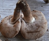 Tylopilus violatinctus image