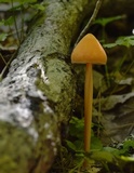 Entoloma quadratum image