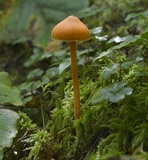Entoloma quadratum image