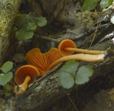 Entoloma quadratum image
