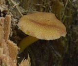 Tricholomopsis decora image