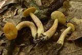 Boletus longicurvipes image