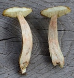 Boletus longicurvipes image