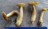 Boletus longicurvipes image