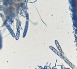 Otidea onotica image