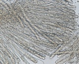 Otidea onotica image