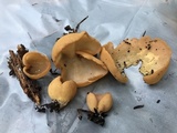 Otidea onotica image
