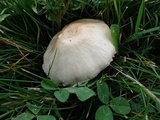 Agaricus micromegethus image