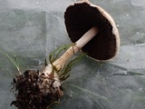 Agaricus micromegethus image