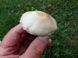 Agaricus micromegethus image