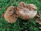 Paxillus involutus image