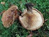 Paxillus involutus image