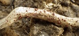 Caloplaca ferruginea image