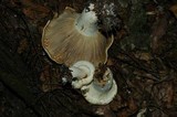 Lactarius deceptivus image