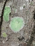 Lecanora thysanophora image