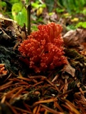 Ramaria cyaneigranosa image