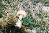 Amanita wellsii image