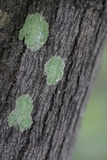 Lecanora thysanophora image