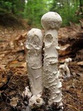 Hypomyces hyalinus image