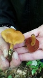 Cortinarius semisanguineus image