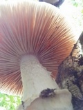Cortinarius caperatus image