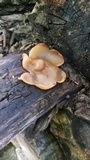 Otidea onotica image