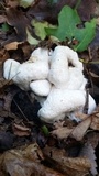 Entoloma abortivum image