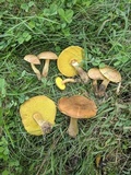 Aureoboletus innixus image