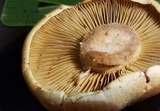 Cortinarius flavifolius image